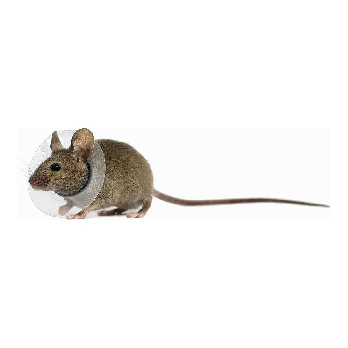 Collar Rodents Pet Supplies Y56590
