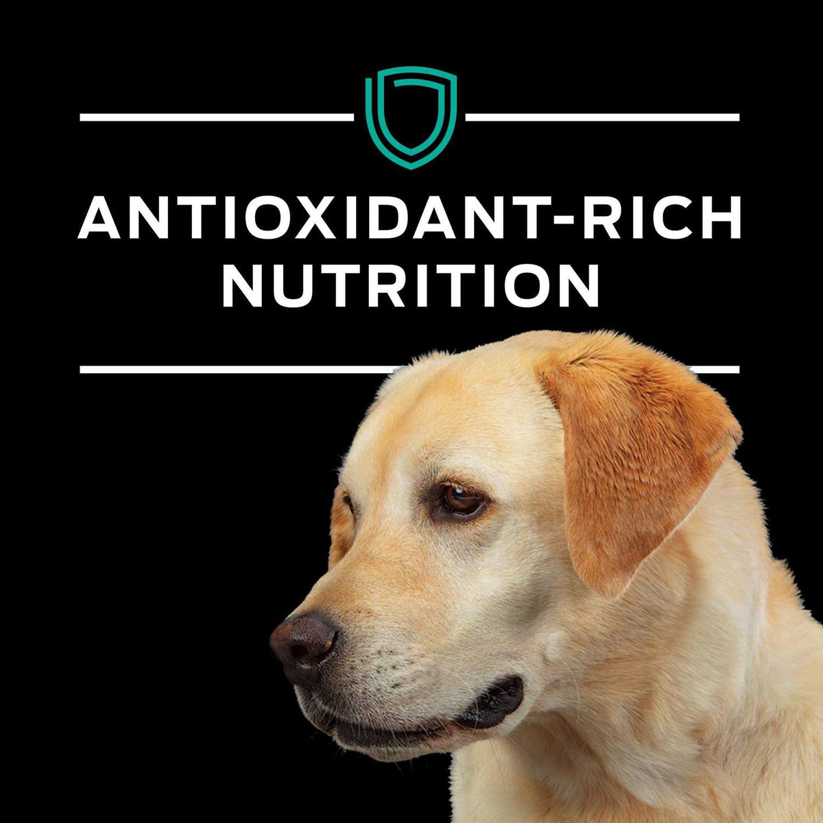 Gastroenteric Formula Dry Dog Food P711