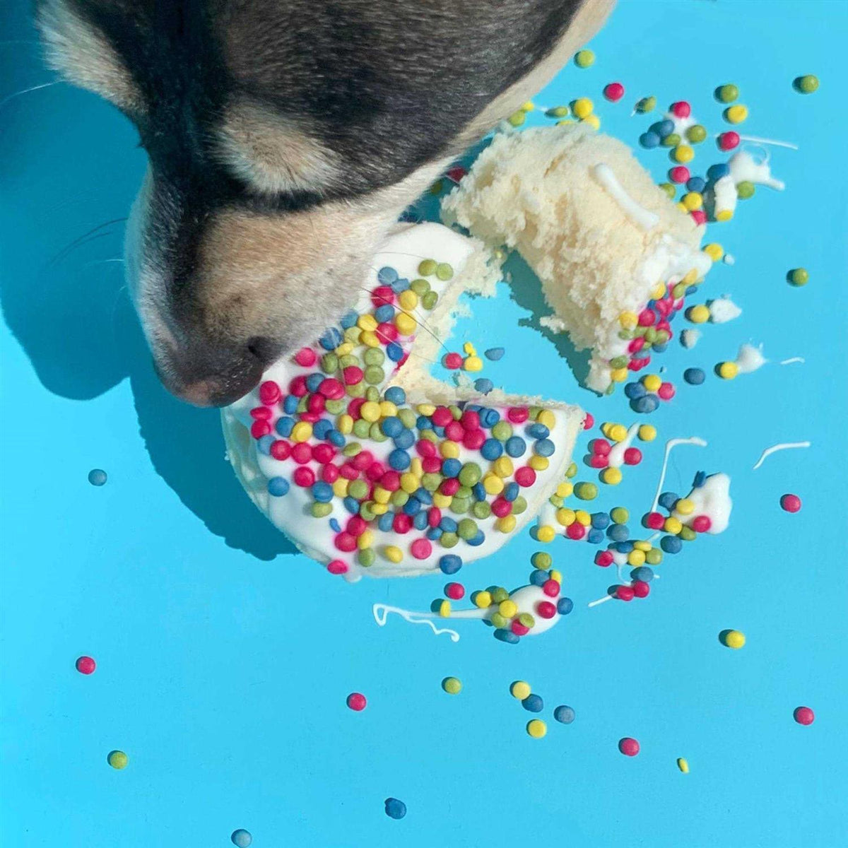 Microwave Birthday Cake with Sprinkles in a Cup for Dogs I33632