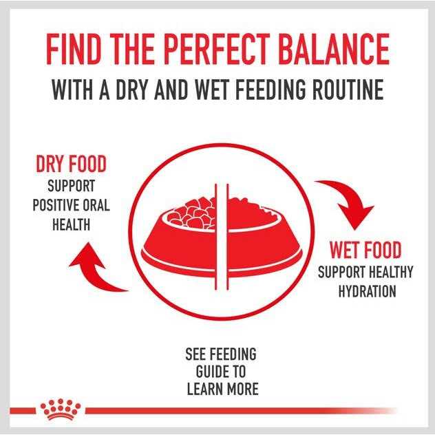 Dry Dog Food A211