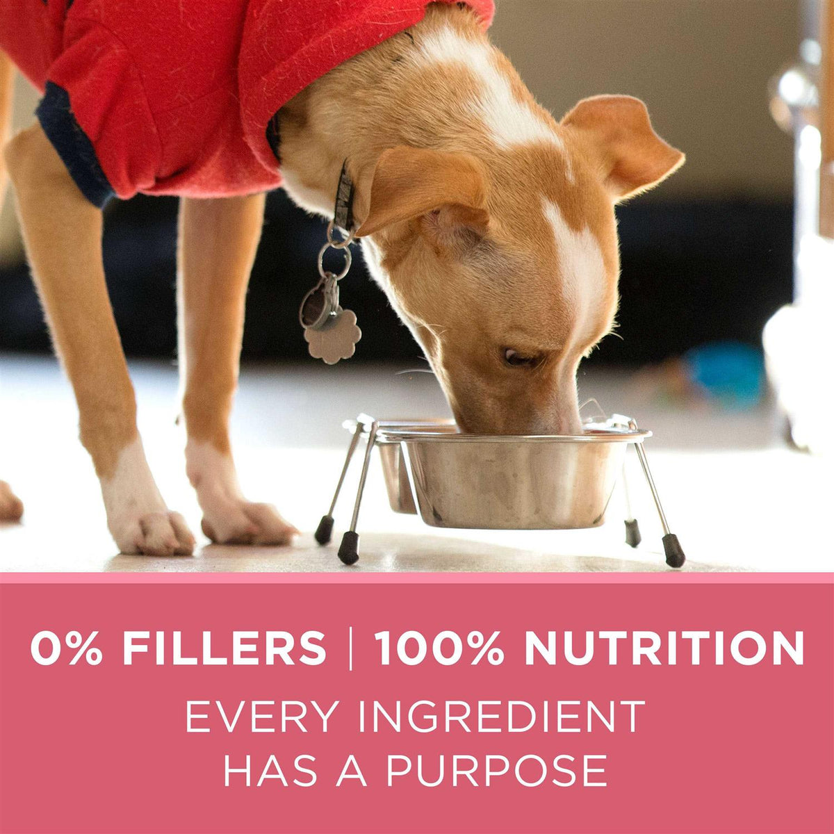 Skin & Coat Formula Dry Dog Food I51684