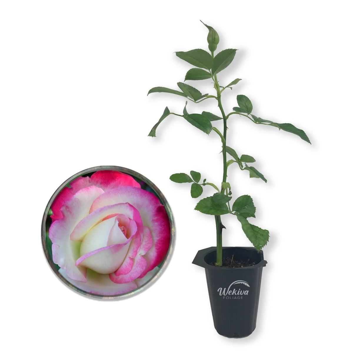 Cherry Parfait Rose Bush Starter Plant in 2 Inch Pot T6339