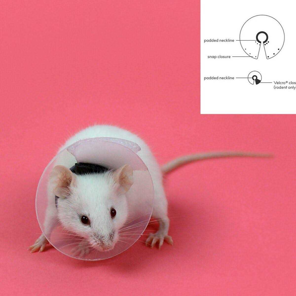 Collar Rodents Pet Supplies Y56590