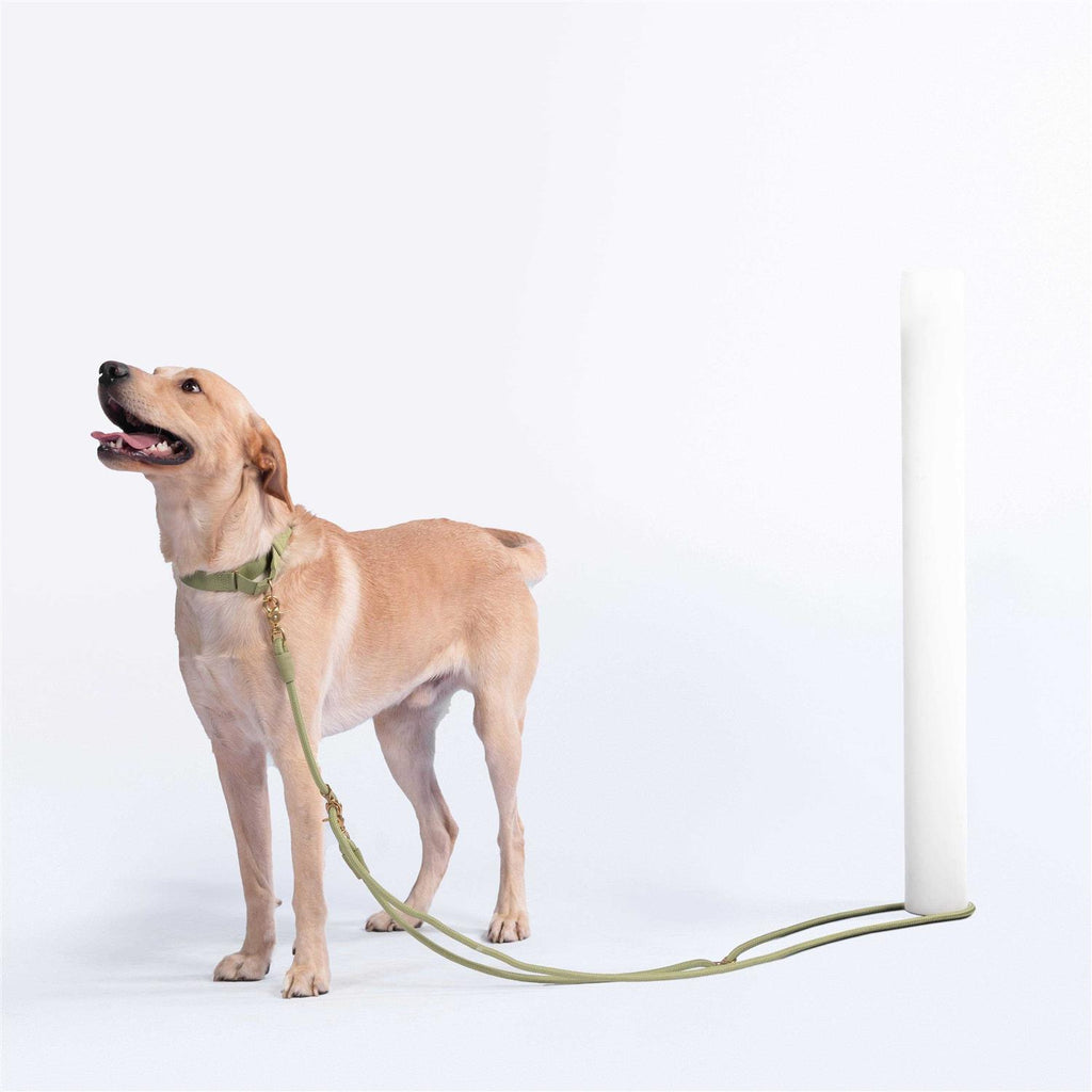 Pet Leash C3914