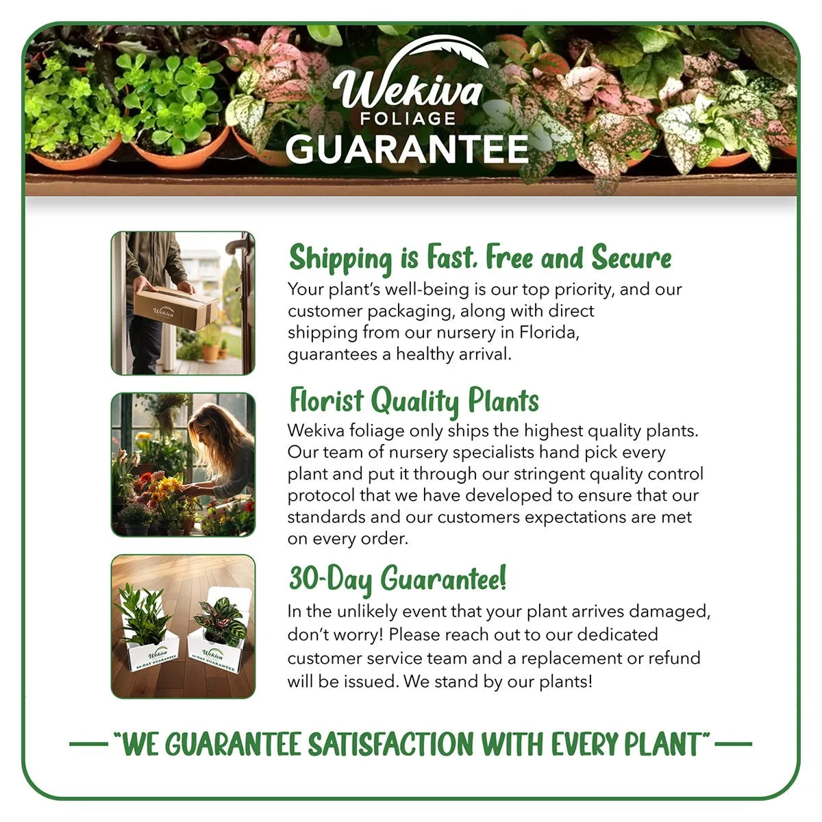 Cherry Parfait Rose Bush Starter Plant in 2 Inch Pot T6339