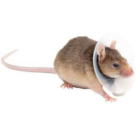 Collar Rodents Pet Supplies Y56590